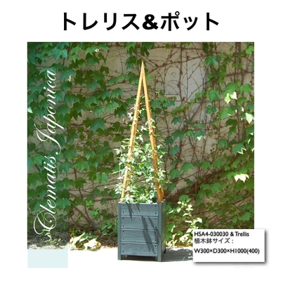 クレマチスさん専用 クレマチス その他いろいろB （選べる品種） 2個セット （ 送料
